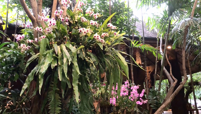 nha-hang-nhu-khu-rung-10