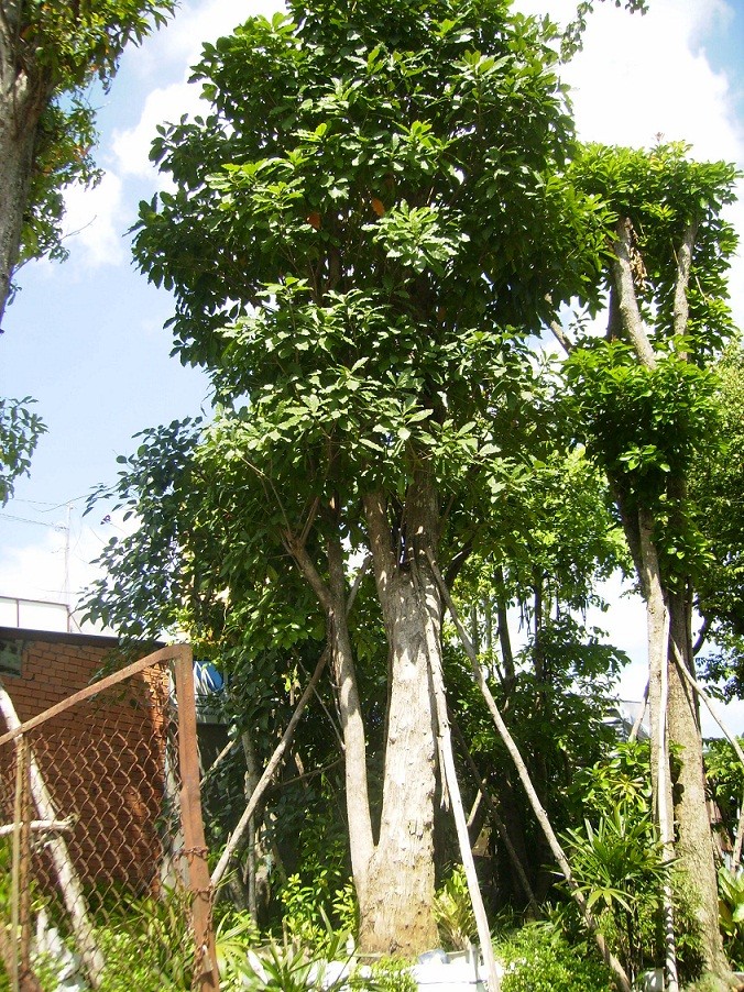 phong-thuy-nha-hang-cay-loc-vung-1